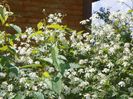 clematis Summer Snow