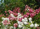 Maria Lisa, Perennial Blush