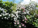 Paul's Himalayan Musk, Pirouette