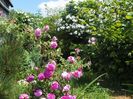Duc de Cambridge, Paul's Himalayan Musk