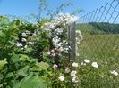 Paul's Himalayan Musk, Leontine Gervais