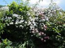 Paul's Himalayan Musk, Pirouette