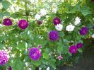 Bleu Magenta