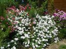 Perennial Blush