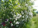 Paul's Himalayan Musk - vedere dinspre vecini