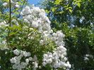 Pauls Himalayan Musk
