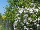 Paul's Himalayan Musk