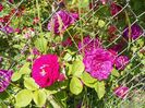 Erinnerung an Brod