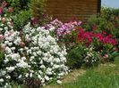Perennial Blush, Lavender Dream, Red Ballerina