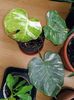 Monstera variegata Thai Constelation 300 ron