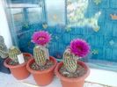 IMG-20190624-WA0020