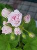 Millfield rose