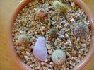 Grup de 6 cactusi
