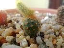 Frailea pumila f. rubrispina