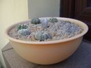 Grup de 7 Astrophytum