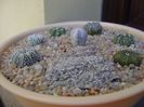 Grup de 7 Astrophytum