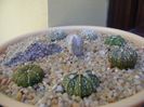 Grup de 7 Astrophytum