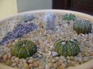 Grup de 7 Astrophytum