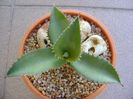 Agave gypsophila