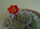 Rebutia krainziana
