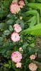 20190608_135406 (2)