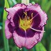 Hemerocallis Macbeth
