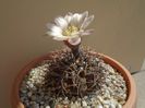 Gymnocalycium ochoterenae v. cinereum