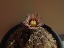 Gymnocalycium stellatum