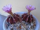 Gymnocalycium friedrichii