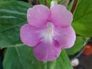 BriD’s Carina
