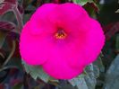 BriD’s Pink Beauty