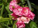 Heidetraum