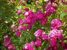 Bleu Magenta