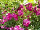 Bleu Magenta