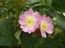 rosa rubiginosa