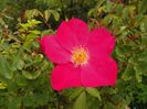 Rose of Picardy