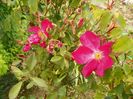 Rose of Picardy