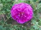 Aimable Rouge