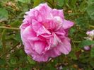 Marie Louise