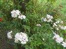 Guirlande Rose