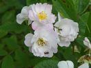Guirlande Rose