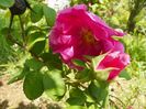 Gallica officinalis