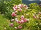 Pink Grootendorst