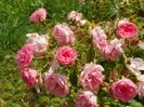 Pink Grootendorst