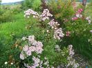 Heavenly Pink