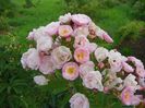 Heavenly Pink