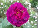 Sissinghurst Castle