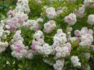 Pink Ghislaine de Feligonde