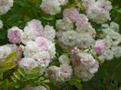 Pink Ghislaine de Feligonde