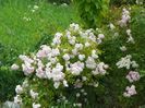Pink Ghislaine de Feligonde
